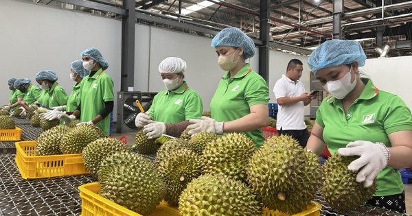 Lập 'lá chắn' liên ngành bảo vệ chuỗi giá trị sầu riêng