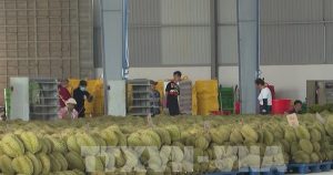 Xuất khẩu sầu riêng khởi sắc nhưng vẫn chịu áp lực giảm giá