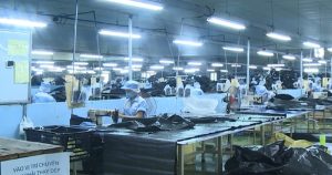 Hơn 617.000 doanh nghiệp thuộc diện rà soát trong chiến dịch làm sạch mã số thuế