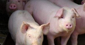 Giá heo hơi hôm nay 13/7: Một số địa phương tăng giá, có nơi đạt 67.000 đồng/kg