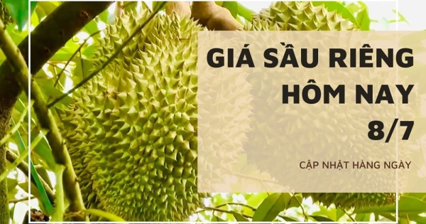 Giá sầu riêng hôm nay 8/7: Tiếp tục chững giá, 37 cơ sở được phép kiểm nghiệm sầu riêng, mít xuất khẩu