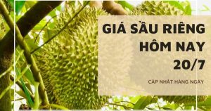 Giá sầu riêng hôm nay 20/7: Tiếp tục đi ngang, đẩy nhanh cấp mã số vùng trồng cho sầu riêng