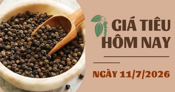 Giá tiêu hôm nay 11/7: Giá xuất khẩu bất ngờ lao dốc, tiêu trắng bốc hơi 800 USD/tấn