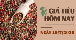 Giá tiêu hôm nay 19/7: Thế giới đi xuống, nội địa giảm 500 – 1.500 đồng/kg trong tuần qua