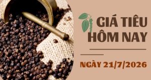 Giá tiêu hôm nay 21/7: Xuất khẩu hồ tiêu giảm mạnh trong nửa đầu tháng 7