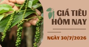 Giá tiêu hôm nay 30/7: Thị trường trầm lắng, triển vọng thời gian tới sẽ ra sao?