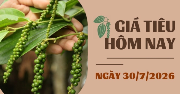 Giá tiêu hôm nay 30/7: Thị trường trầm lắng, triển vọng thời gian tới sẽ ra sao?