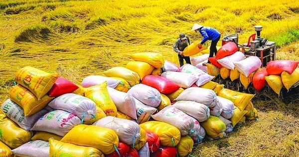 Giá lúa gạo hôm nay 1/7: Điều chỉnh giảm nhẹ ở một số chủng loại lúa