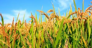 Giá lúa gạo hôm nay 25/7: Gạo xuất khẩu tăng nhẹ ngày cuối tuần