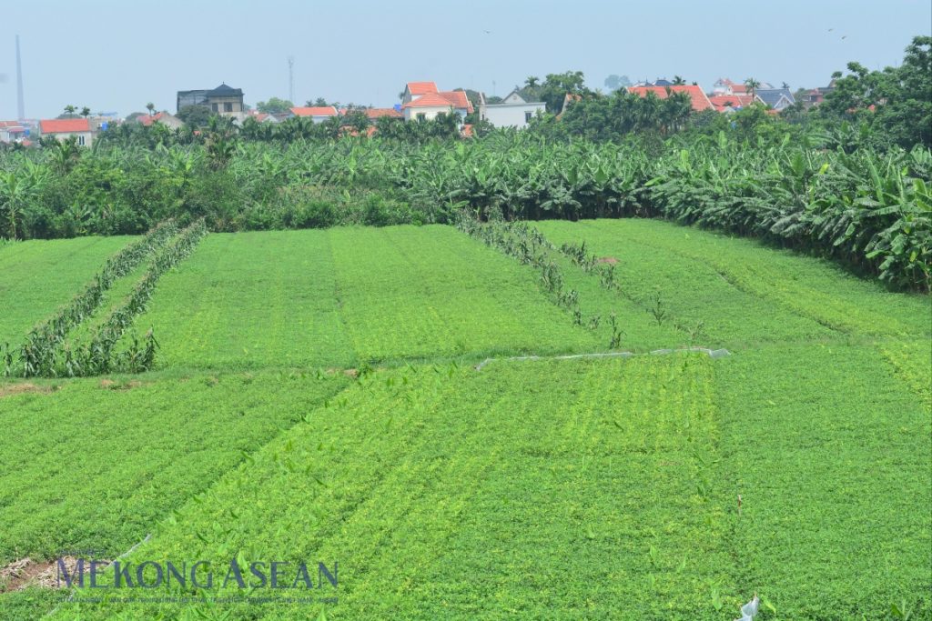 Nông nghiệp nửa đầu năm 2026 Chăn nuôi thủy sản giữ nhịp tăng trưởng