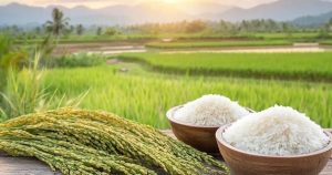 Giá lúa gạo hôm nay 2/7: Gạo nguyên liệu và gạo xuất khẩu đồng loạt tăng