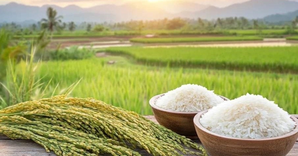 Giá lúa gạo hôm nay 2/7: Gạo nguyên liệu và gạo xuất khẩu đồng loạt tăng