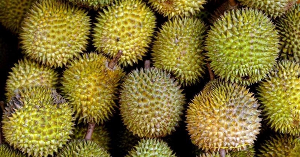 Sầu riêng Đông Nam Á đối mặt 'khủng hoảng thừa': Malaysia giảm giá tới 90%, Việt Nam và Thái Lan cùng chịu sức ép