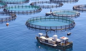 Việt Nam đăng cai diễn đàn quốc tế về nuôi biển xanh và thông minh của châu Á