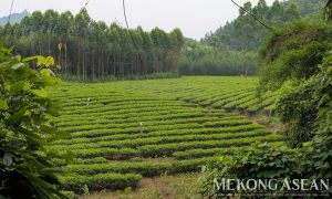 Xuất khẩu chè sang Malaysia tiếp tục xu hướng tăng