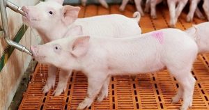 Dự báo giá heo hơi ngày 30/7: Đà giảm chưa có dấu hiệu dừng lại