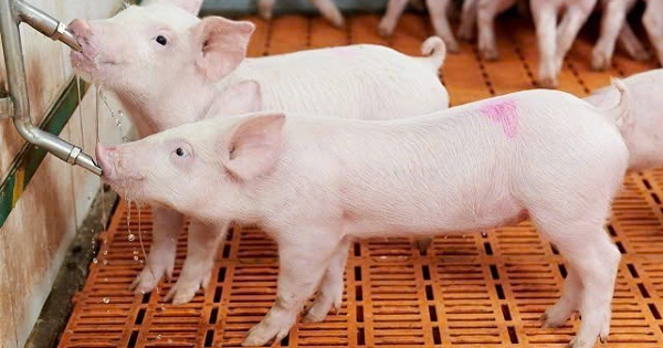 Dự báo giá heo hơi ngày 30/7: Đà giảm chưa có dấu hiệu dừng lại