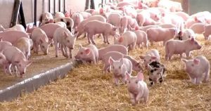 Dự báo giá heo hơi ngày 22/7: Thị trường có thể tiếp tục biến động