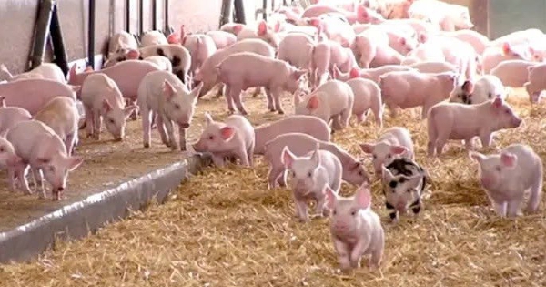 Dự báo giá heo hơi ngày 22/7: Thị trường có thể tiếp tục biến động