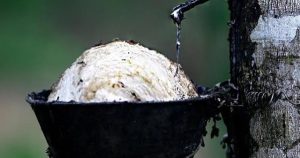 Giá cao su hôm nay 9/7: Ngắt chuỗi ba phiên tăng do áp lực chốt lời