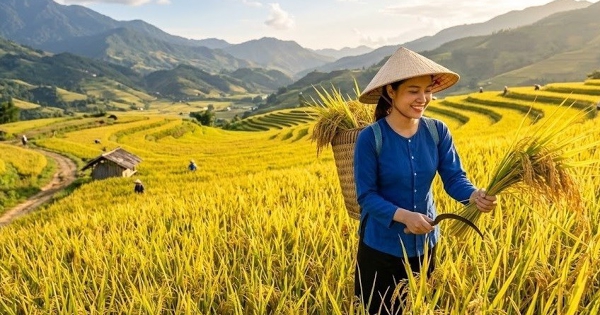 Giá lúa gạo hôm nay 15/8: Lúa tươi giảm nhẹ, VFA kêu gọi doanh nghiệp chung tay ổn định giá