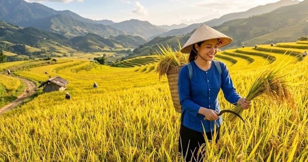 Giá lúa gạo hôm nay 31/8: Thị trường lặng sóng trong kỳ nghỉ lễ
