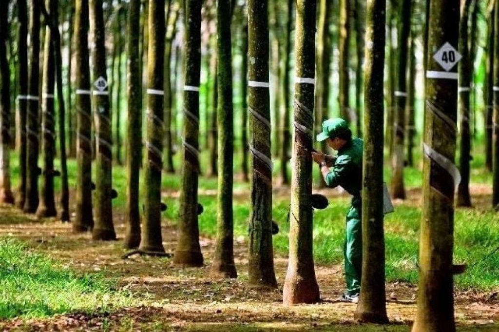 Cao su Tây Ninh chốt ngày chia cổ phiếu thưởng tỉ lệ 300