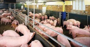 Dự báo giá heo hơi ngày 31/8: Thị trường sẽ giữ ổn định trong kỳ nghỉ lễ