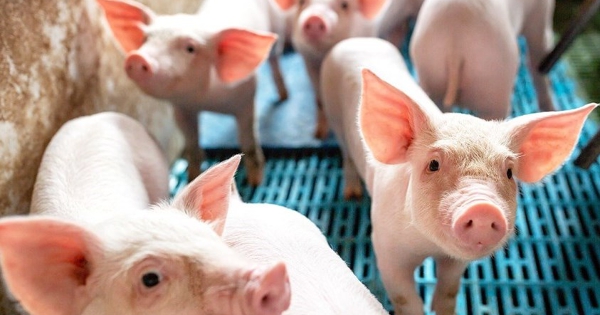 Dự báo giá heo hơi ngày 4/8: Sẽ tiếp tục đi xuống