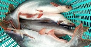Mỹ tăng mạnh thuế chống bán phá giá cá tra - basa nhập khẩu từ Việt Nam