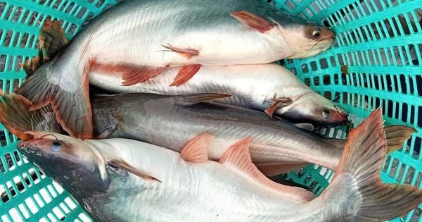 Mỹ tăng mạnh thuế chống bán phá giá cá tra - basa nhập khẩu từ Việt Nam