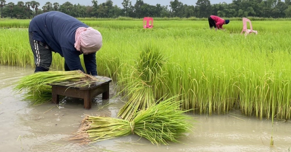 Xuất khẩu gạo của Thái Lan dự kiến giảm 15% trong năm 2026
