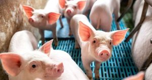 Dự báo giá heo hơi ngày 27/8: Sẽ biến động nhẹ tại một số khu vực