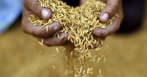 Giá lúa gạo hôm nay 6/8: Diễn biến trái chiều, Việt Nam có thể áp giá sàn xuất khẩu