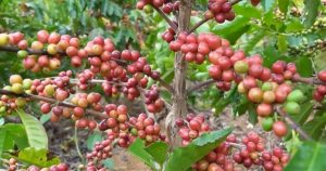 Chuyên gia dự báo sản lượng cà phê xuất khẩu tăng 10% trong năm nay