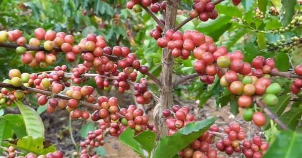 Chuyên gia dự báo sản lượng cà phê xuất khẩu tăng 10% trong năm nay
