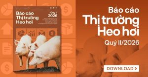 [Báo cáo] Thị trường heo hơi quý II/2026: Nguồn cung lớn khiến giá heo duy trì đà giảm