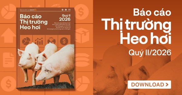 [Báo cáo] Thị trường heo hơi quý II/2026: Nguồn cung lớn khiến giá heo duy trì đà giảm