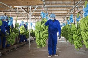 Công ty con của HAGL chốt giá IPO hơn 60 000 đồng cp