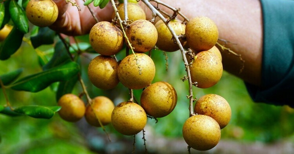 Nhãn xuồng Vĩnh Châu giá chỉ hơn 10.000 đồng một kg