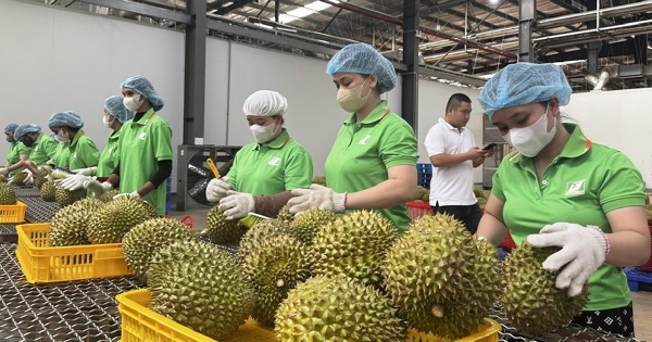 Sầu riêng Việt Nam trước cơ hội mở rộng thị trường xuất khẩu