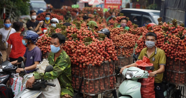 Xuất khẩu vải thiều lao dốc