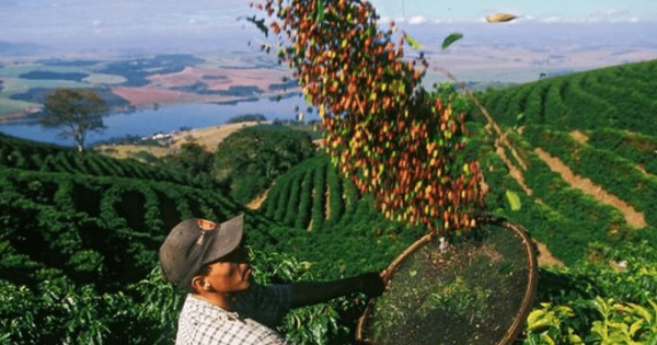 USDA: Sản lượng cà phê toàn cầu có thể đạt kỷ lục gần 190 triệu bao trong niên vụ 2026-2027