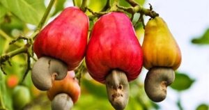 Nhập khẩu điều thô vượt 3 tỷ USD