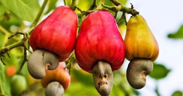 Nhập khẩu điều thô vượt 3 tỷ USD