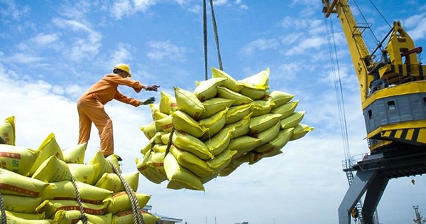 Xuất khẩu gạo đạt 2,91 tỷ USD trong 8 tháng, giá bắt đầu phục hồi