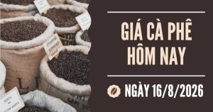 Giá cà phê hôm nay 16/8: Nhu cầu yếu, giá cà phê trong nước giảm xuống mức thấp nhất 3 tuần