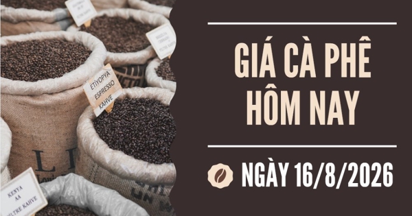 Giá cà phê hôm nay 16/8: Nhu cầu yếu, giá cà phê trong nước giảm xuống mức thấp nhất 3 tuần