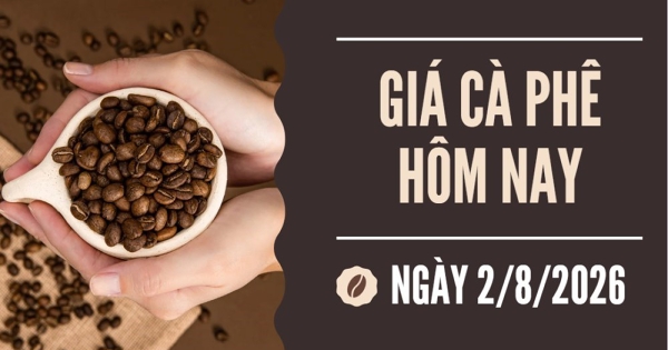Giá cà phê hôm nay 2/8: Đồng loạt tăng trong tuần qua, cao nhất 97.000 đồng/kg