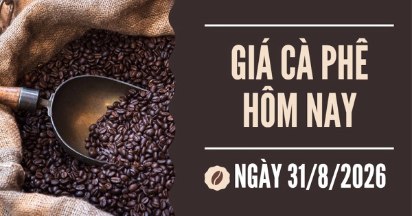 Giá cà phê hôm nay 31/8: Tồn kho arabica chạm đáy 26 năm, thị trường đối mặt nguồn cung khan hiếm